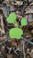 Liriodendron tulipifera