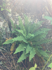 Dryopteris fragrans