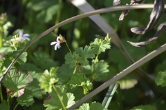 Pelargonium grossularioides