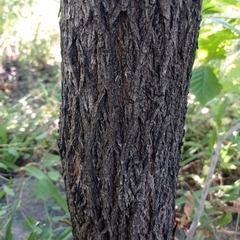 Handroanthus chrysanthus
