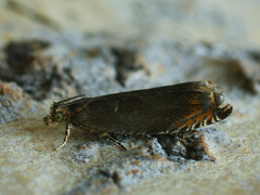 Ancylis upupana