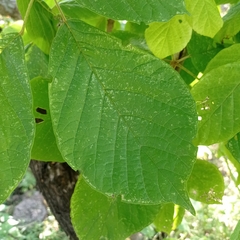 Handroanthus chrysanthus