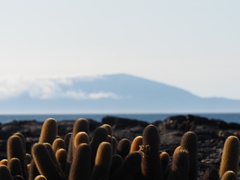 Brachycereus nesioticus