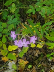 Phlox maculata