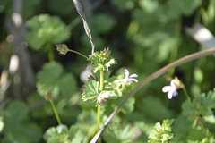 Pelargonium grossularioides