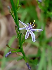 Caesia parviflora vittata