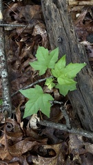 Liquidambar styraciflua