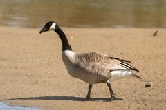 Branta canadensis maxima
