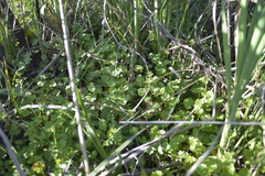 Pelargonium grossularioides