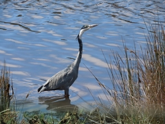 Ardea melanocephala