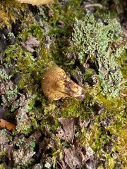 Tolypocladium capitatum