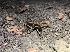Cyphoderris monstrosa