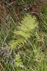 Pteridium aquilinum capense
