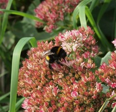 Bombus