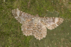 Epimecis