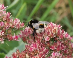 Bombus