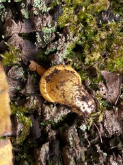 Tolypocladium capitatum