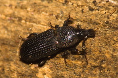 Cossoninae
