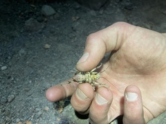 Cyphoderris monstrosa