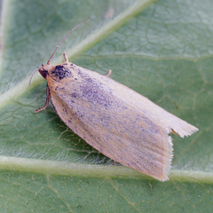 Zelotherses unitana