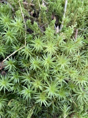 Atrichum undulatum
