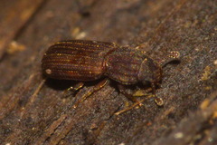 Colydiinae