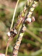 Claviceps paspali