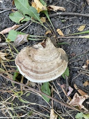 Ganoderma megaloma