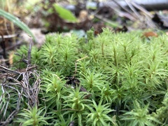 Atrichum undulatum