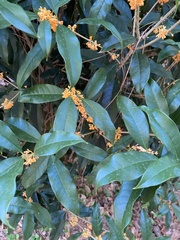 Osmanthus fragrans