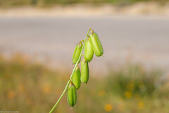Crotalaria pumila