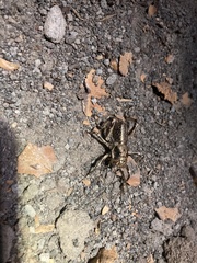 Cyphoderris monstrosa