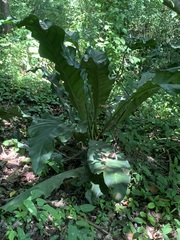 Anthurium schlechtendalii