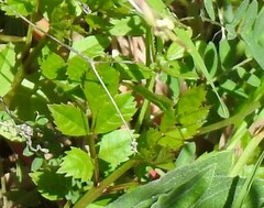 Fraxinus angustifolia