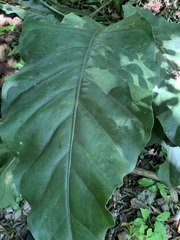 Anthurium schlechtendalii