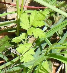 Chaerophyllum nodosum