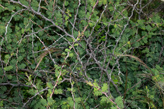 Mimosa aculeaticarpa