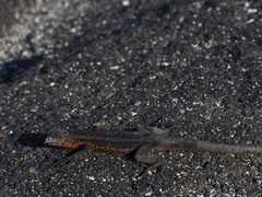 Microlophus albemarlensis