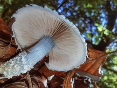 Stropharia caerulea