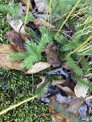 Lycopodium