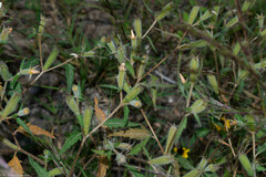 Mentzelia aspera