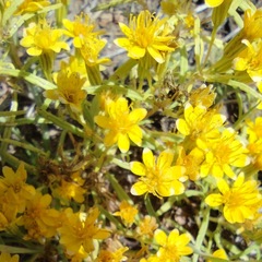 Pectis papposa papposa