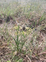 Asclepias verticillata