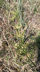 Asclepias verticillata