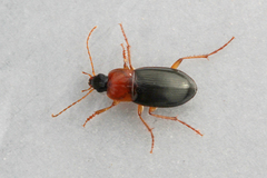 Calathus melanocephalus
