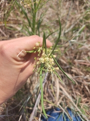 Asclepias verticillata