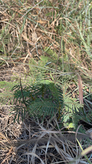 Desmanthus illinoensis