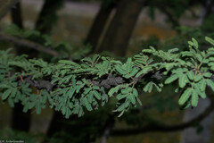 Vachellia schaffneri