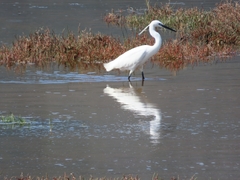 Egretta garzetta garzetta