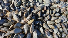 Mytilus edulis